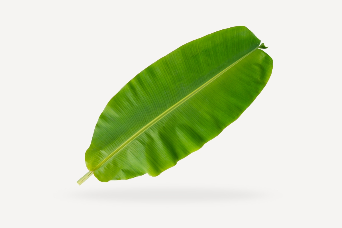 Banana leaf international fruits bangkok 